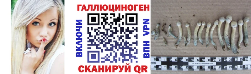 где можно купить наркотик  Курильск  Псилоцибиновые грибы мухоморы 